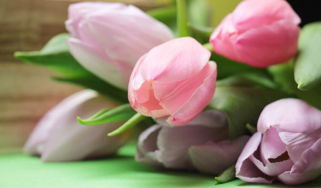 happy mothers day, tulips, flower-2167662.jpg